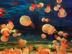 -顺德南宏海立方海洋公园