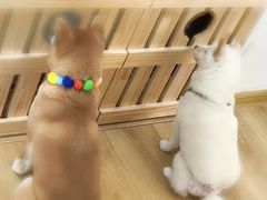 -柴犬小屋·柴餐厅·狗咖食堂(金鼎广场店)