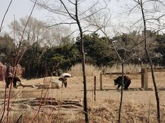 -沈阳森林动物园