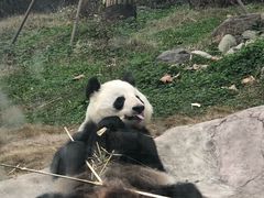 -都江堰中华大熊猫苑