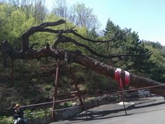-藏山旅游风景区