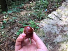 -素山寺森林公园