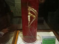-广东中医药博物馆