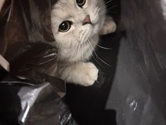 -喵zoo家庭繁育猫舍(尖东智能花园店)