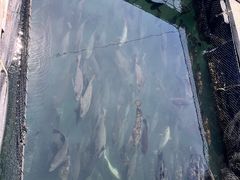 -蓝湾碧波·老字号·疍家非遗海上餐厅