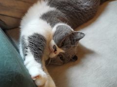 -滚猫咖啡·猫咖·猫友好撸猫(未来城店)