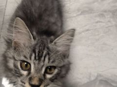 -纳吉亚猫专科动物医院·北北分院