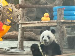 -武汉动物园