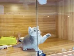 -猫十亿·布偶金渐层·曼基康矮脚猫舍(青年路店)