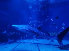-烟台海昌鲸鲨海洋公园