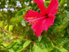 -中国科学院华南植物园