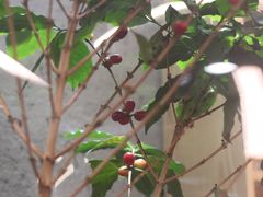 -Infica Coffee