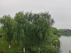 -大兴滨河森林公园