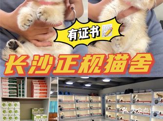 长沙正规猫舍|长沙猫店|纯种英短美短布偶