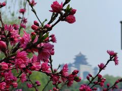 -莲花池公园