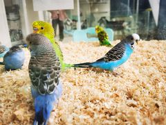 -怪兽屋·羊驼·猫咖·狗咖(俊华广场店)