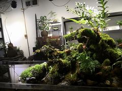 -植觉