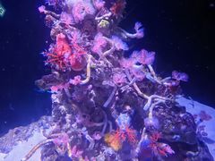 -新加坡海洋生态馆