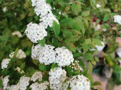 -双季花艺园艺市场(浦东店)