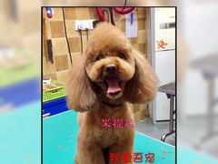 -我爱吾宠宠物美容院(朝阳路店)