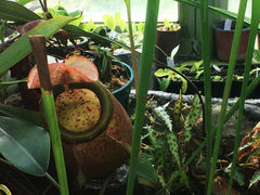 -国家植物园南园