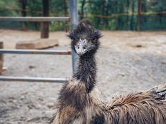 -青藏高原野生动物园