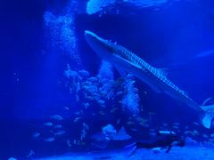 -烟台海昌鲸鲨海洋公园