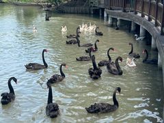 -溱湖国家湿地公园