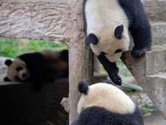 -中国大熊猫保护研究中心雅安碧峰峡基地