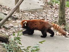 -都江堰中华大熊猫苑