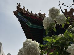 -曹州牡丹园