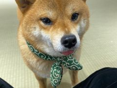 -逗柴咖啡屋·狗咖猫咖宠物桌游