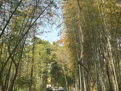 -青龙山国家森林公园