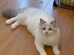-滚猫咖啡·猫咖·猫友好撸猫(未来城店)