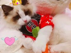 -十年猫舍·猫咪专门店(普陀店)