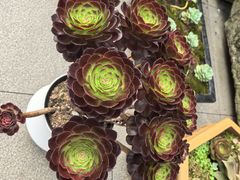 -綦江古剑山