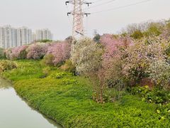 -广东花都湖国家湿地公园