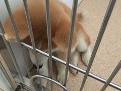 -瑞派宠物医院·24h·骨外科·皮肤科·全科宠物医疗转诊中心(沈阳浑南院)