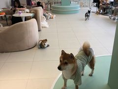 -怪兽屋·羊驼·猫咖·狗咖(俊华广场店)