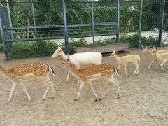 -北京麋鹿生态实验中心