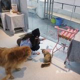 打卡一家可以rua猫又可以撸狗的店