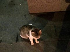 -顺强宠物诊所·狂犬免疫·夜诊·骨科(嘉定店)