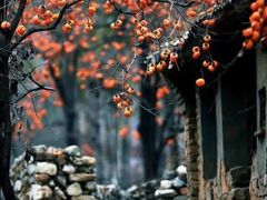 -宁波余姚老柿林山居度假村