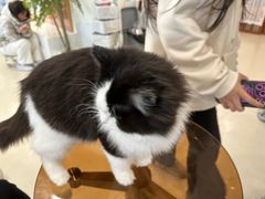 -共舞时光猫咖·狗咖(新街口店)