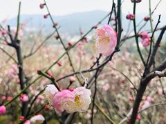 -香雪海