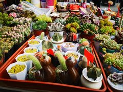 -中环花鸟鱼虫市场