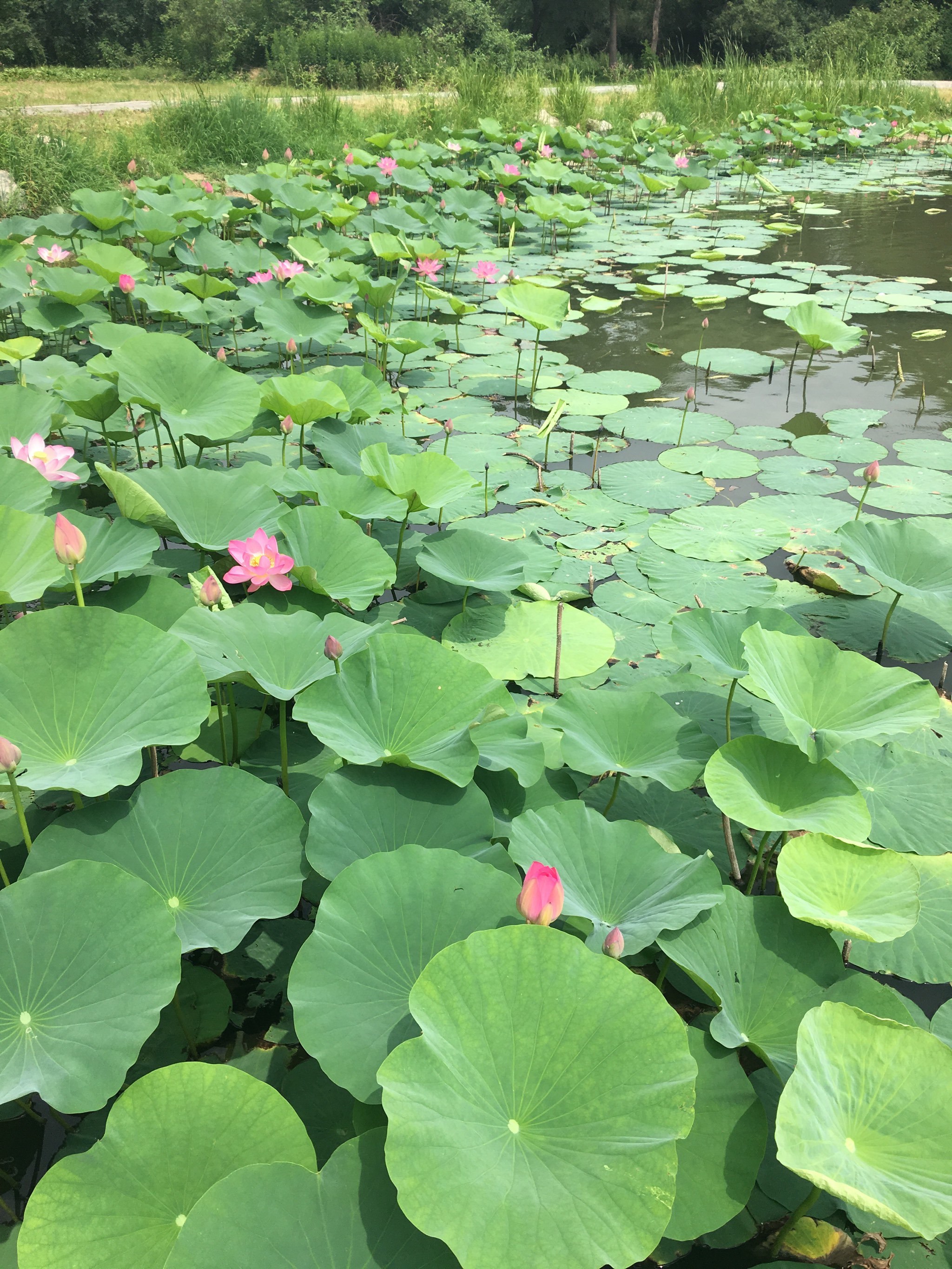 长春静月潭图片