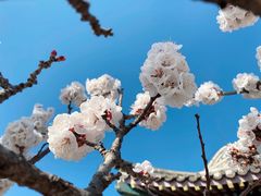 -香山公园