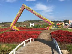 -莲花山花海