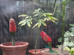 -北京植物园-展览温室